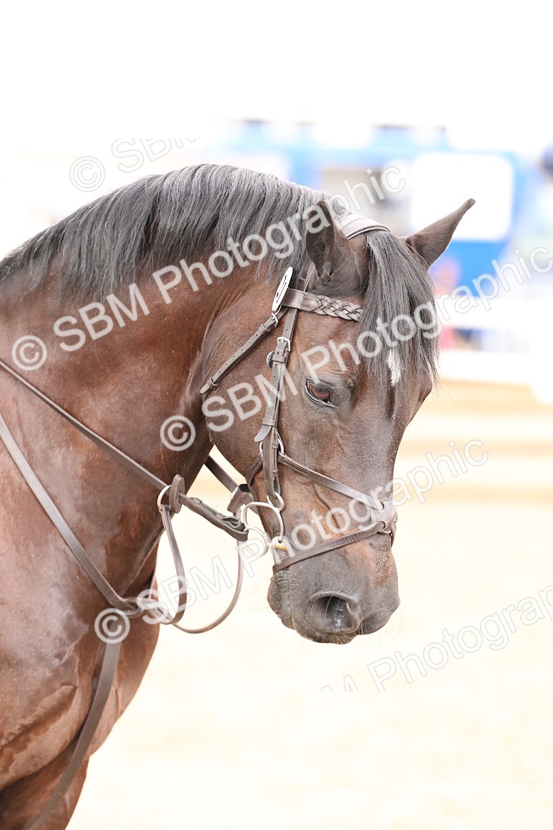 SBM_07539 - Class 59b -  Style & Performance - 80cm (20+)