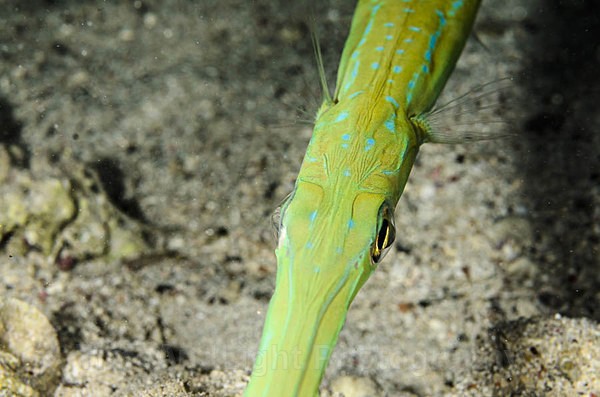 Blue spotted cornet fish - Red sea Egypt