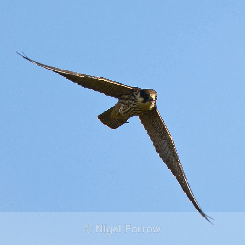 Hobby with Dragonfly at Otmoor RSPB - Hobby