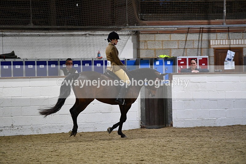 WJ5_8935 - Class 15 Ridden Show Horse