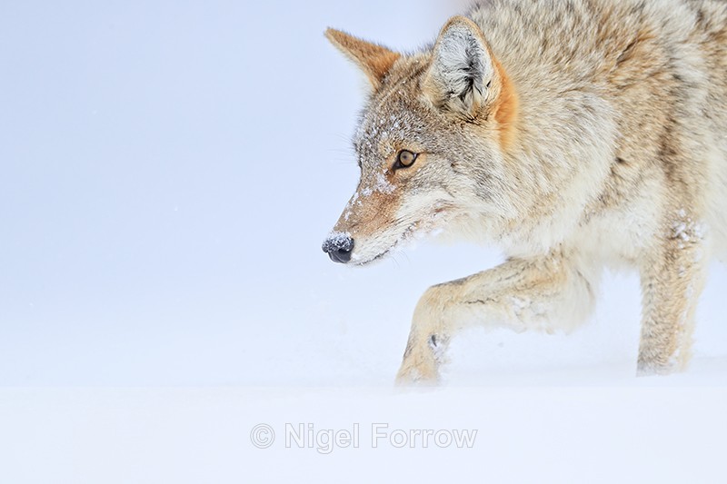 Close encounter with Coyote, Yellowstone - Coyote
