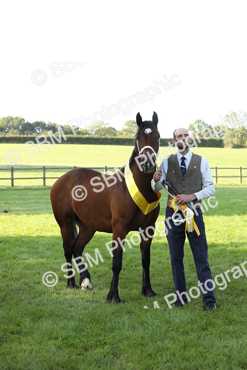 SBM_57976 - S42 - Youngstock