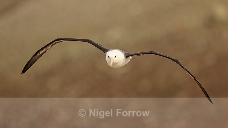 Flying Black-browed Albatross from front, Steeple Jason - Black-browed Albatross