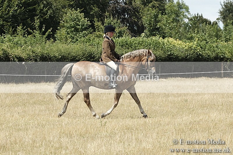 _PJP5966 - BVRC Show 2018 Ring 1