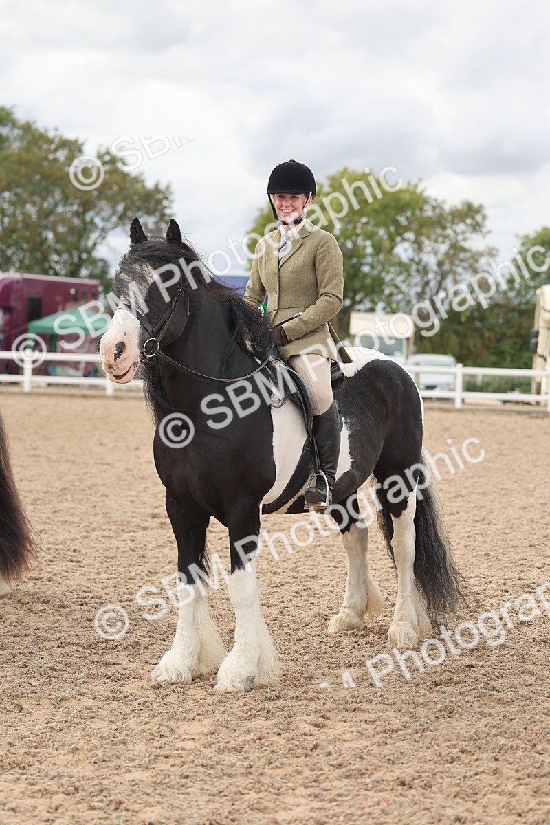 SBM_18086 - Class 314 - Family Horse Pony