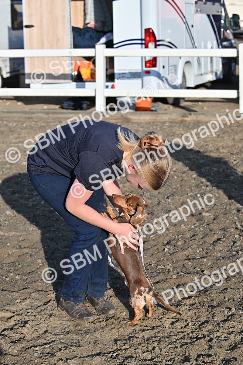 SBM_09402 - Lorry Dogs