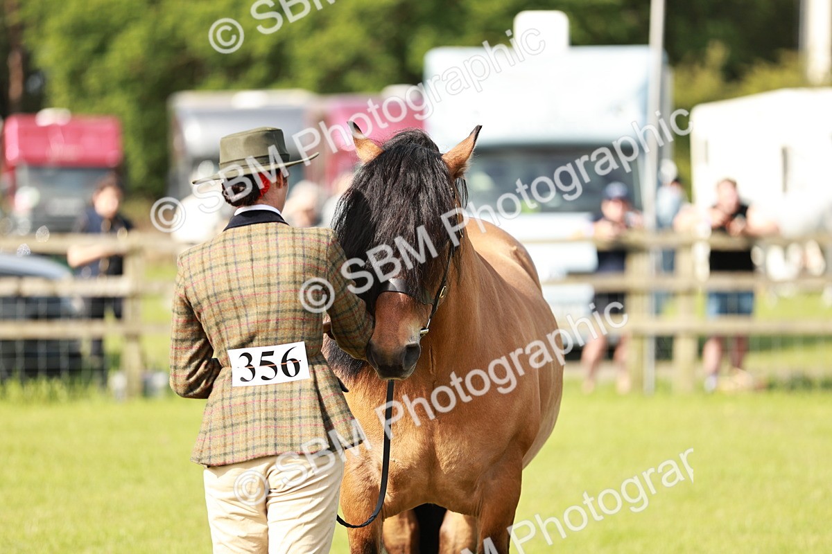 SBM_00814 - Class 14-23 - Mountain & Moorland In Hand Non Welsh