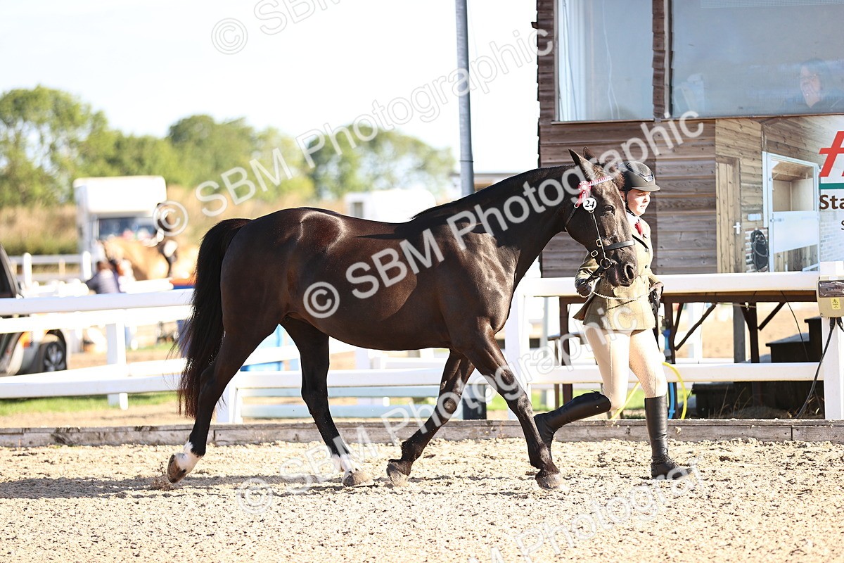 SBM_08331 - Class 401 - IH Veteran Horse