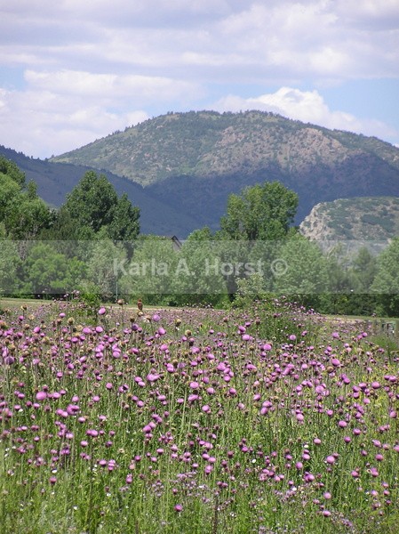 Ken Caryl Thistles - Photos
