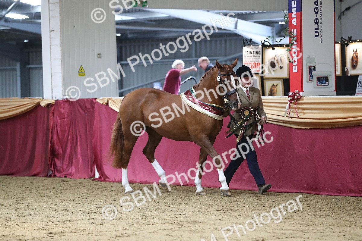 SBM_06614 - Regional IH Champ