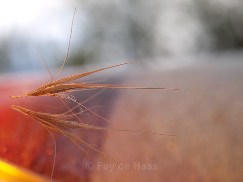  - The Glow of Summer