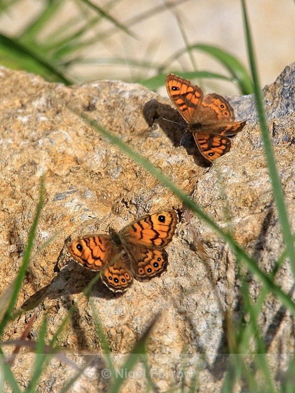 Male & female Wall butterflies, Dorset - INSECTS