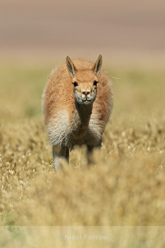 Vicuna looking straight ahead, Chile - Vicuna