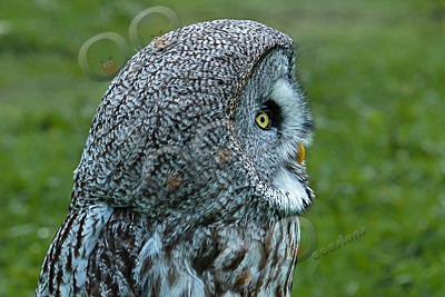great grey owl stryx nebulosa-6863 - Our Birds