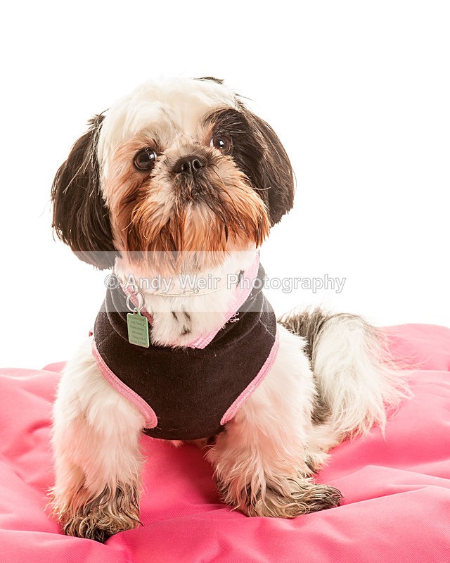 20131117-_MG_5377 - Pets