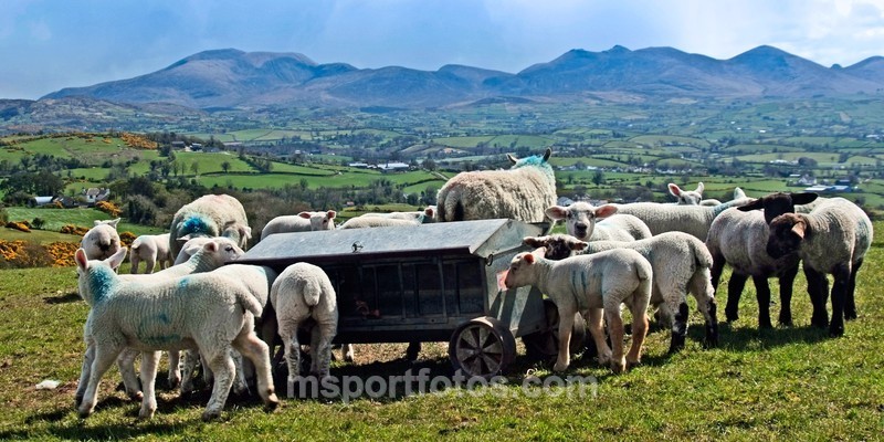 Dining al fresco - Irelands landscapes