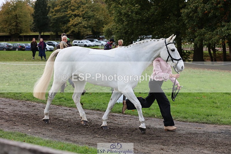 251026A-122041-26031 - H-652-Amelie.Perceval