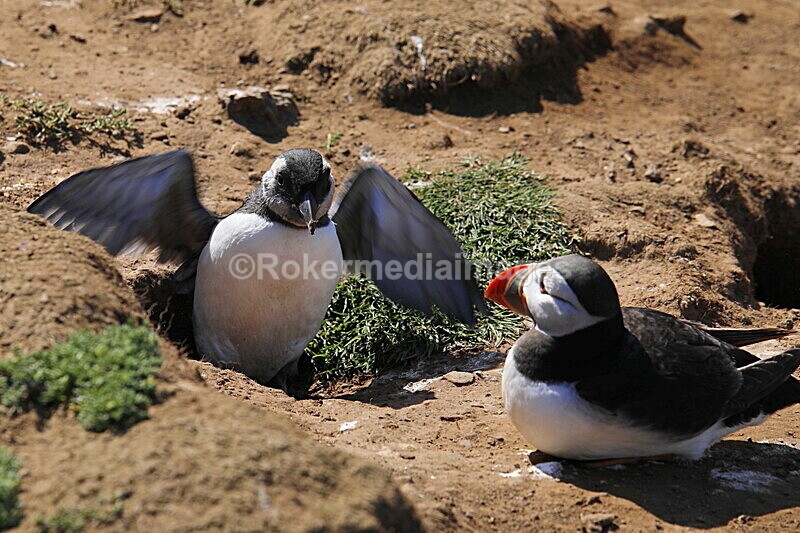 _56A7024 - Skomer 2019