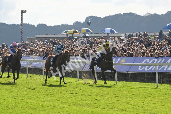 121024-Race 2-Bolster-2763 - Race 2 2.05pm Coral Daily Rewards Shaker Handicap