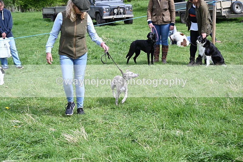 WJ6_9076 - Class 8 Best Working / Gun Dog or Bitch