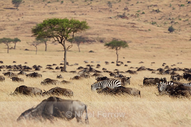 Zebra amongst a herd of Wildebeest - Zebra