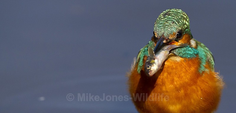 KINGFISHER NO 22 - KINGFISHERS