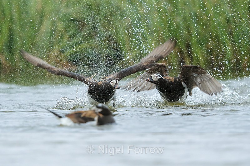 Long-tailed Ducks (male) fighting, Iceland - Long-tailed Duck
