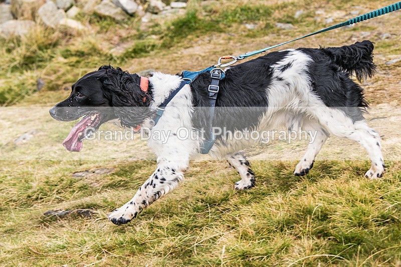 Lowther-461 - Lowther Lakeland Fell & Trail Race Sunday 9th August 2026