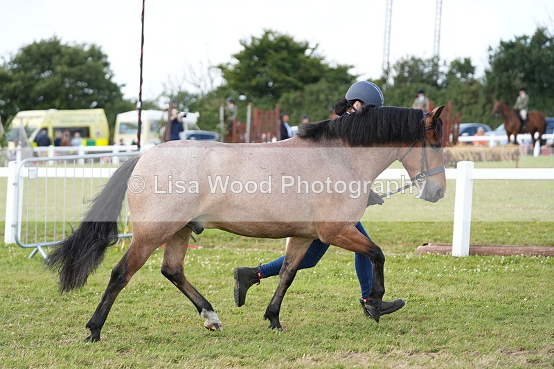 DSC05717 - Class 51: NPS M&M 4 years and over Large Breeds