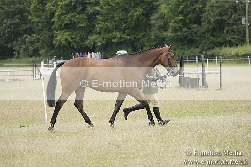 B230619-0826 - Bourne Valley Riding Club Summer Show 23/06/19