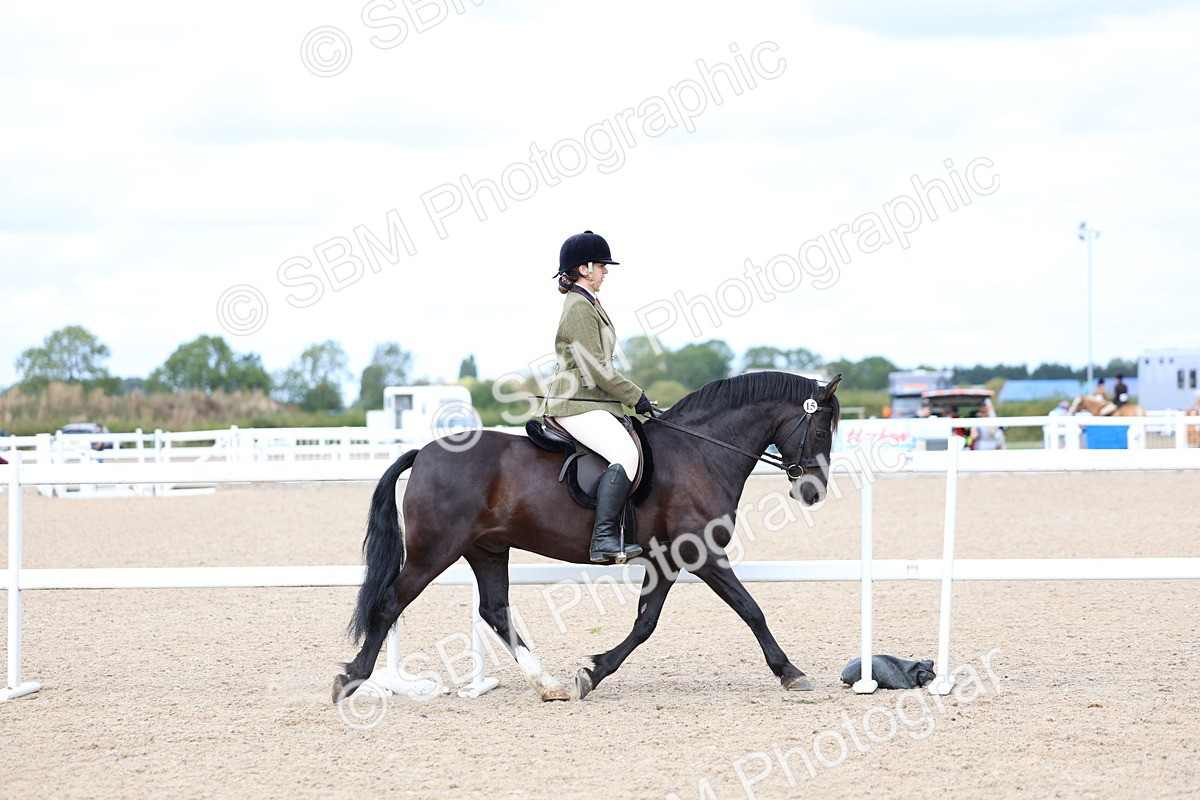 SBM_15770 - Class 314 - Family Horse - Pony