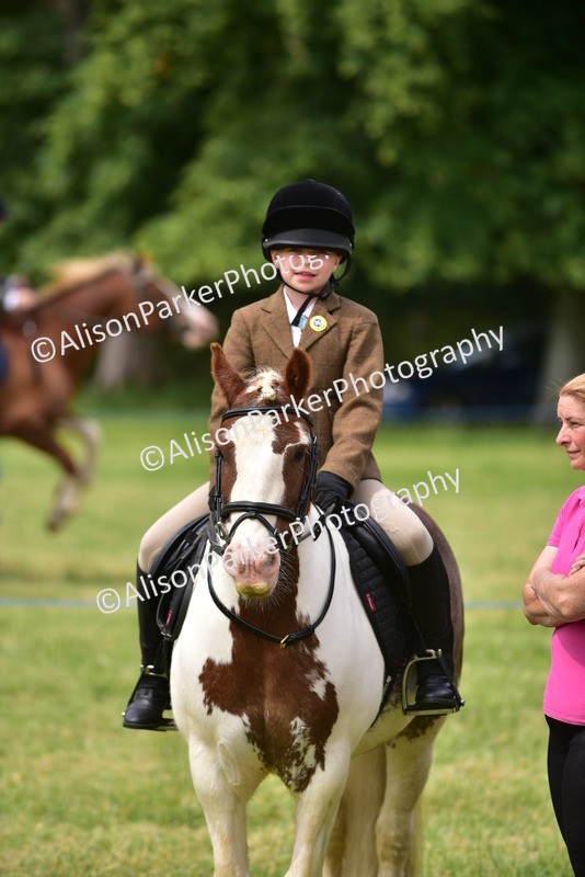 20260614-4001 - Class 16 - Handsome Gelding