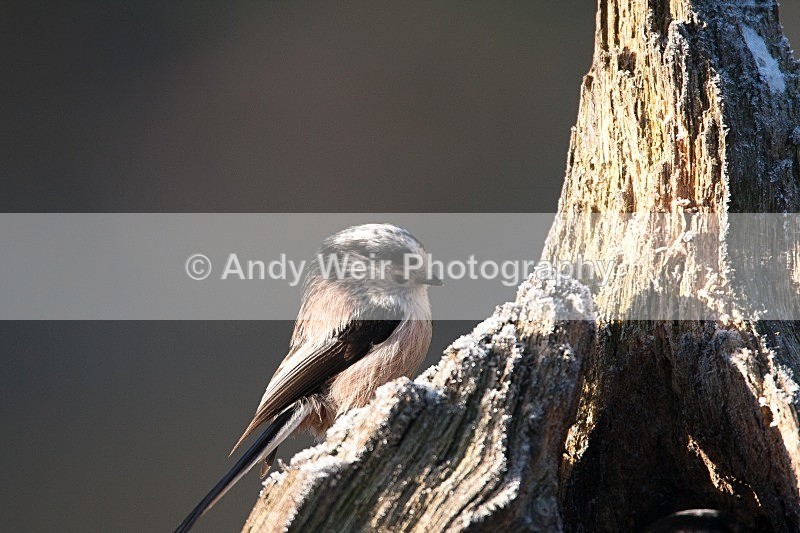 20081207-050 - Long-tail Tit