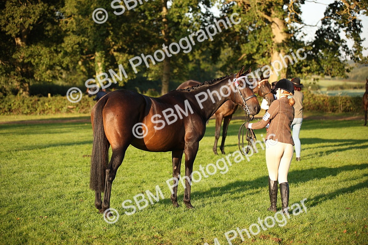 SBM_56892 - S49 - Riding Horse & Hack & Thoroughbred In Hand
