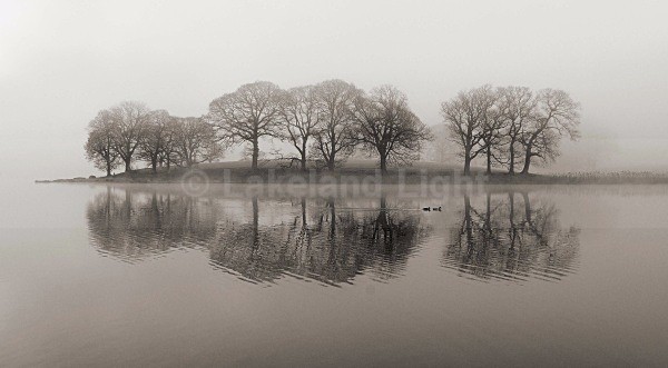 Esthwaite Trees bw - Monochrome