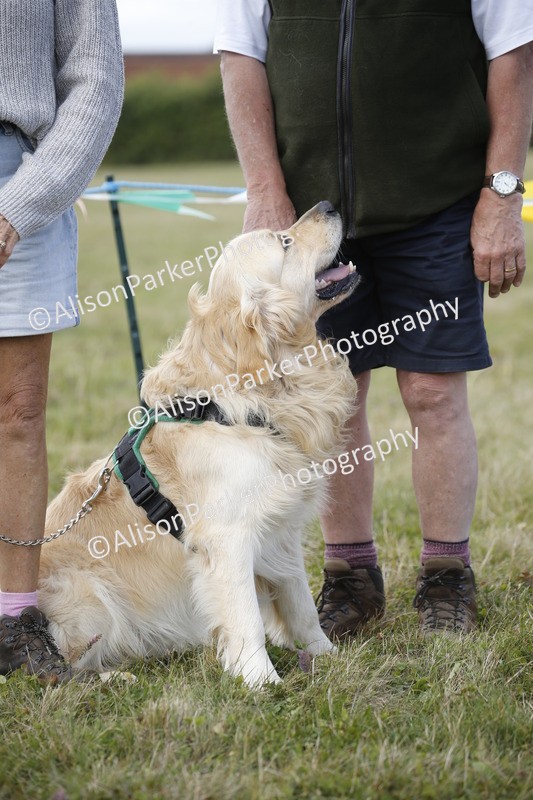 20250831-3630 - Dog Show