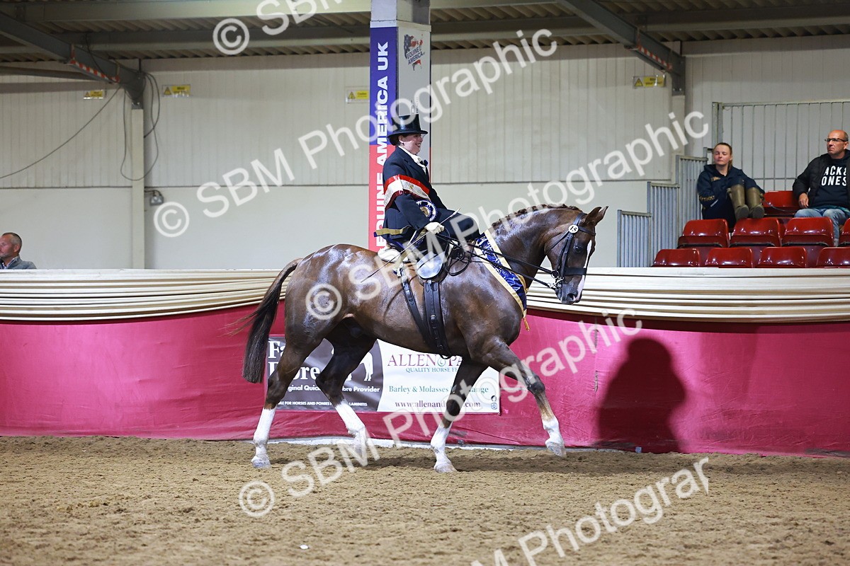 SBM_15048 - Class N - Side Saddle Champ