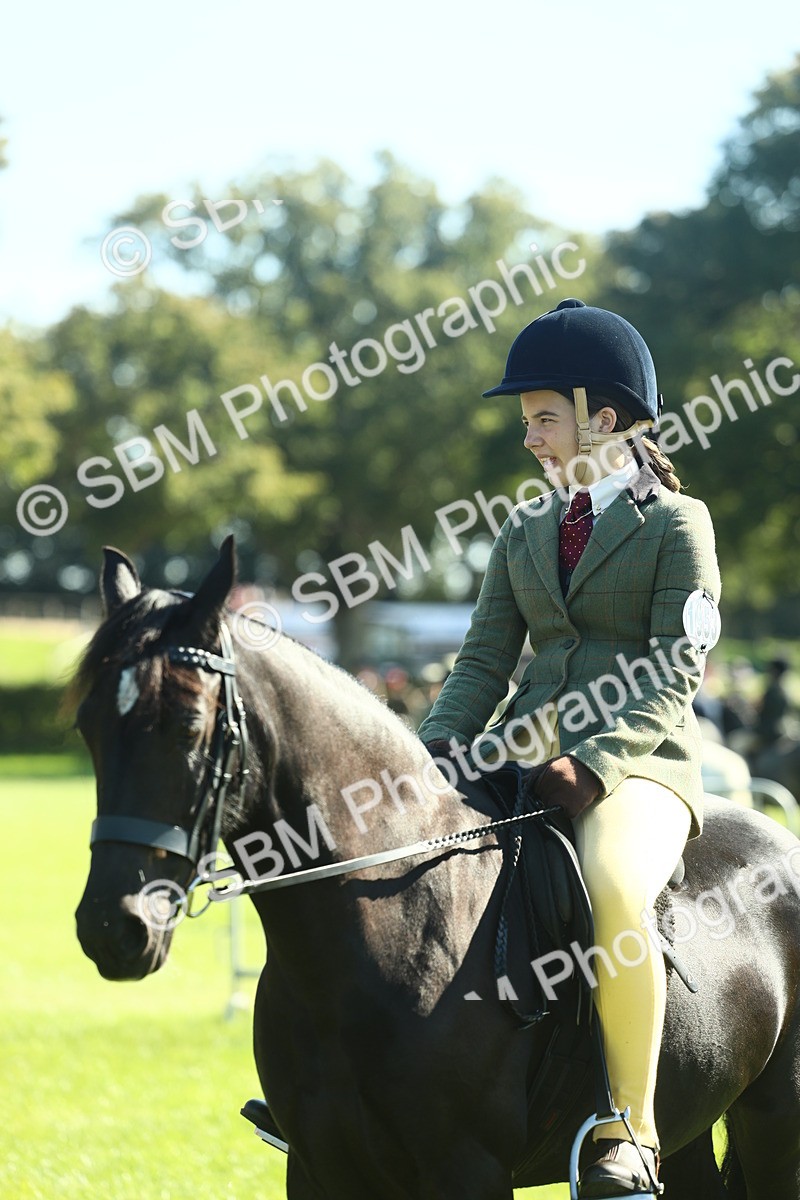 SBM_39055 - S29 - Novice & Newcomers Working Hunter Pony