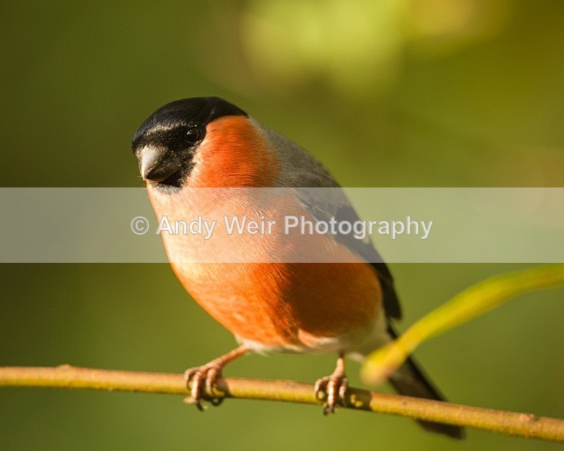 20111112-_MG_7510 - Bullfinch