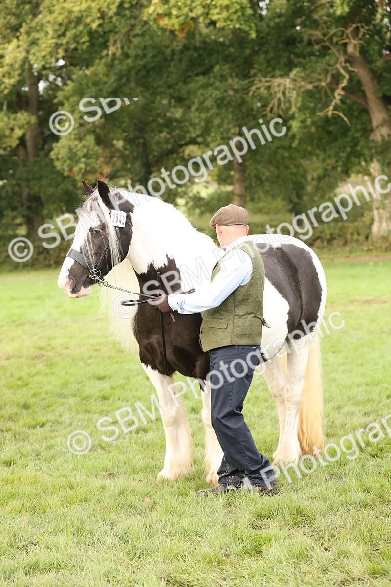 SBM_56814 - S54 - Piebald & Skewbald Horse In Hand
