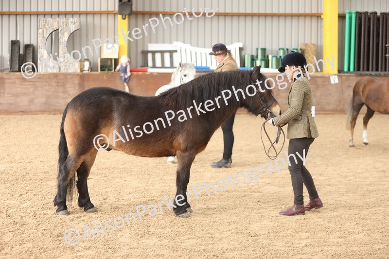 20251109-0624 - Class 22 - Geldings 4 Years and over