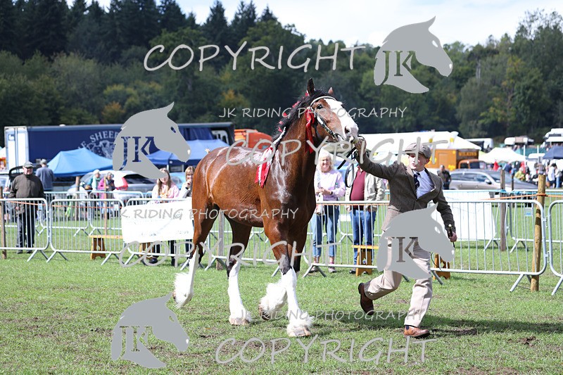 APP_3374 - Class 5 In Hand Championship