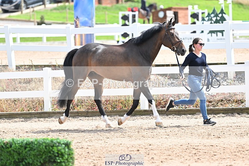 240717A-144642-02287 - Trot Up 2pm to 3pm - This folder is not in time order