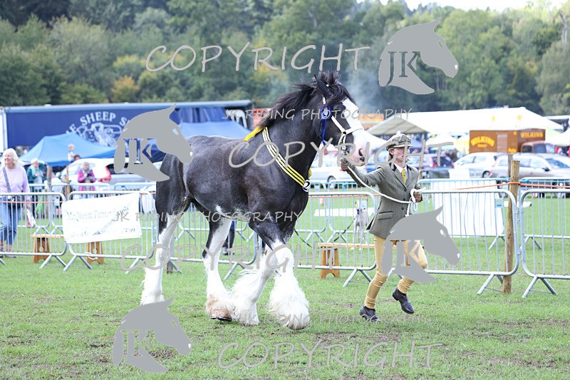 APP_3364 - Class 5 In Hand Championship