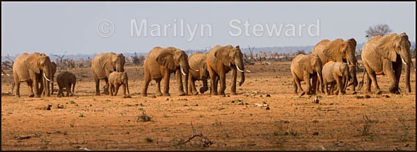 Elephants on parade - Kenya, Tsavo East