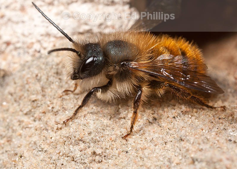 Osmia bicornis (m)