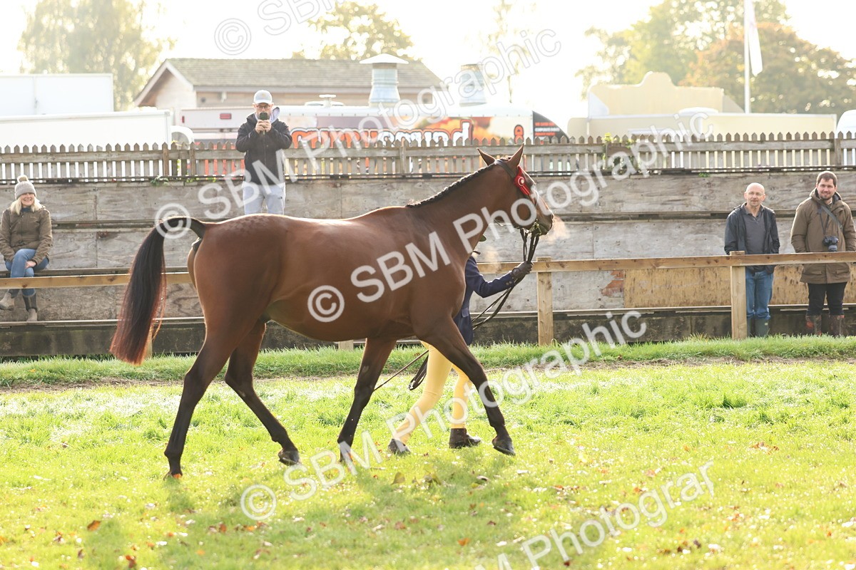 SBM_54879 - S39 - Starters In Hand Showing