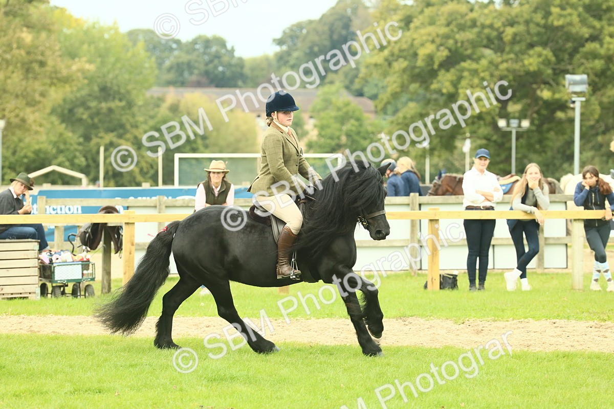 SBM_71934 - S60 - Mountain & Moorland Ridden Large Breeds