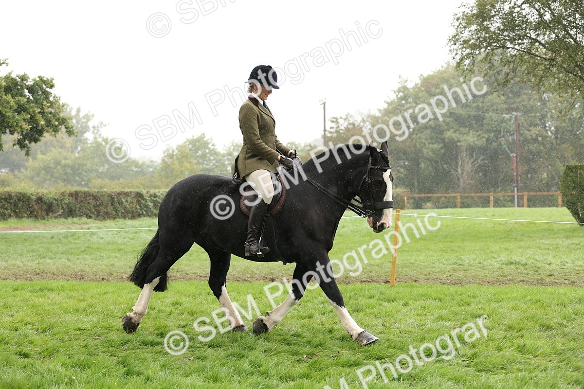 SBM_69785 - S69 - Show Cob Ridden