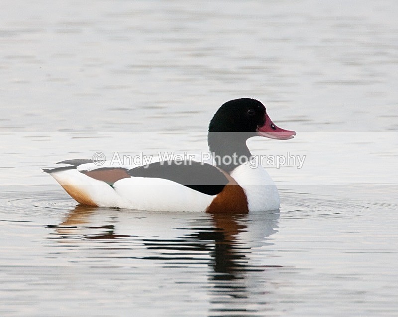 20080604-0097 - Shelduck